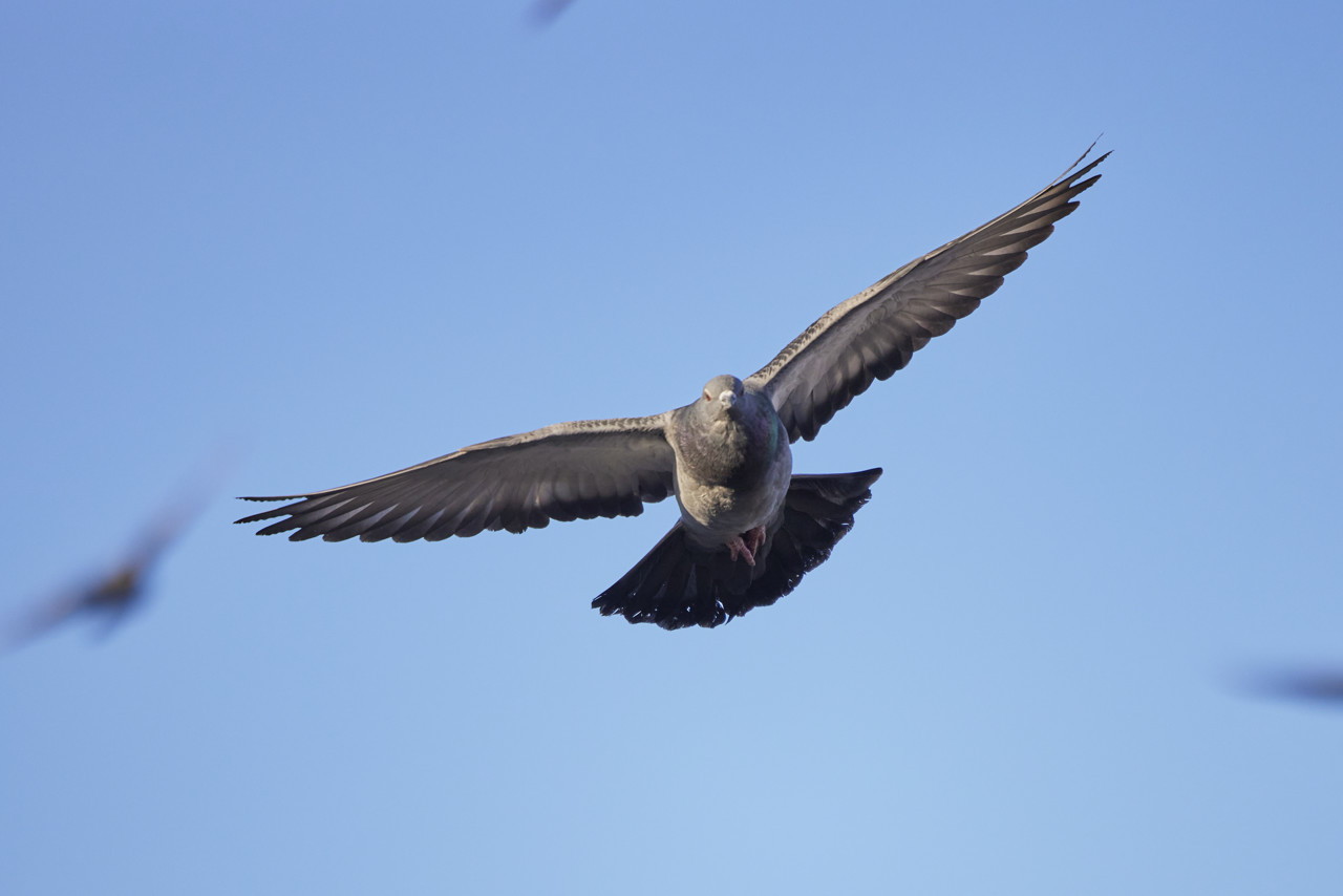 Russische start-up stuurt duiven aan met hersenchips: eerste test geslaagd