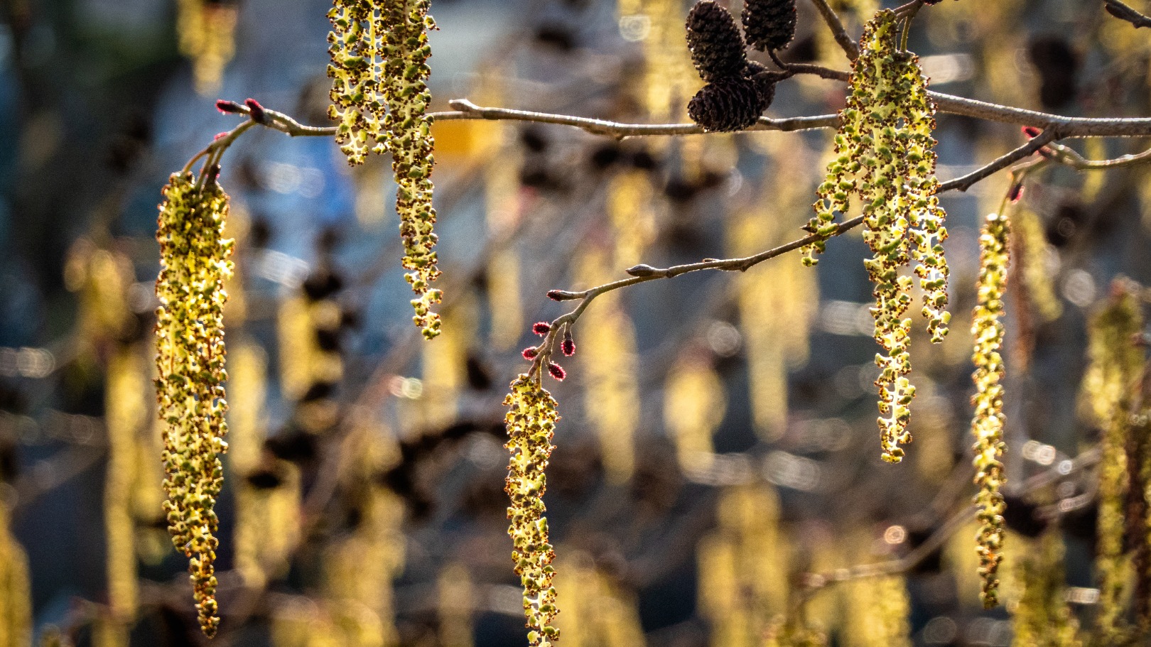 Overal niezende mensen: veel hooikoortsklachten door lekker weer