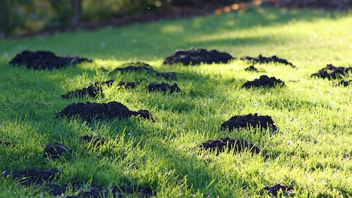 Zo verjaag je mollen op een diervriendelijke manier uit de tuin