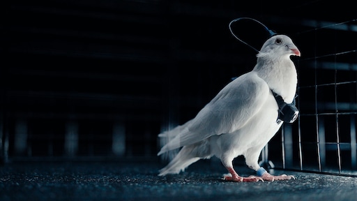 Russische start-up stuurt duiven aan met hersenchips: eerste test geslaagd