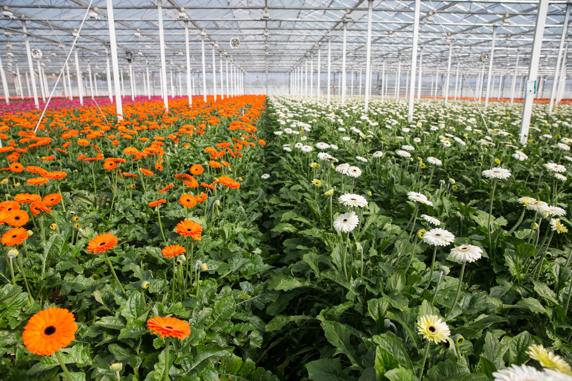 Kwekers snijbloemen overtreden massaal regels: gebruiken te veel of verboden gif