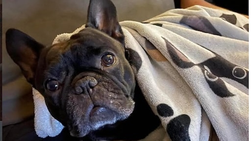 Baasje eist geld van man die bulldog Eddie liet sterven: 'Gerechtigheid'
