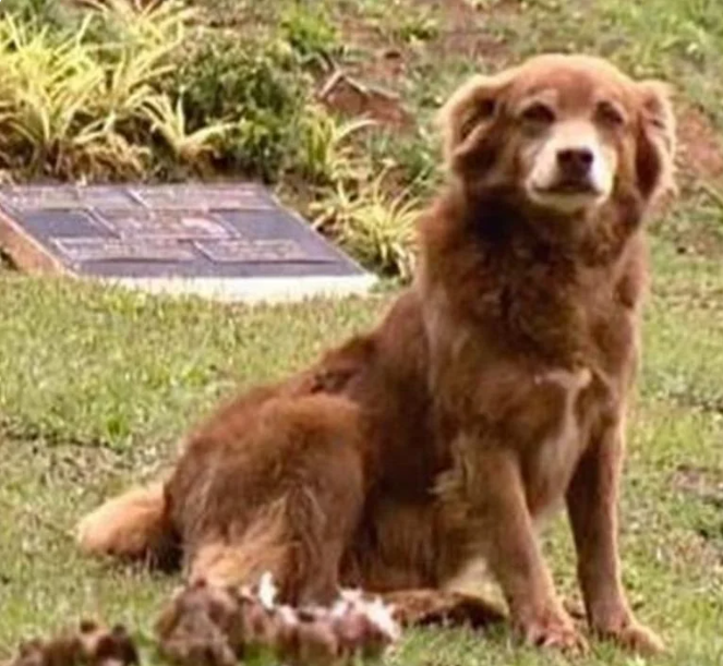 Huisdieren in São Paulo mogen voortaan naast hun eigenaar worden begraven