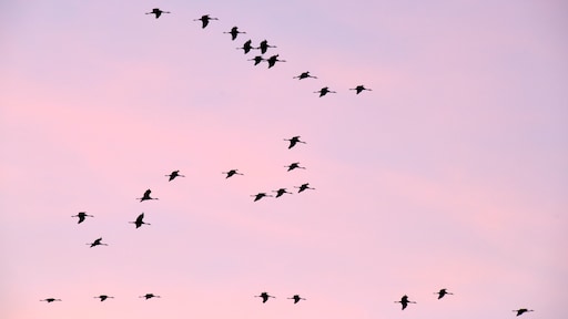 Tienduizenden kraanvogels zijn dit najaar overleden door vogelgriep