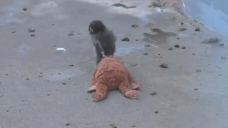 Verstoten aapje Punch gebruikt knuffel om verlies te verwerken: 'Biedt troost'