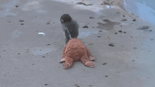 Verstoten aapje Punch gebruikt knuffel om verlies te verwerken: 'Biedt troost'