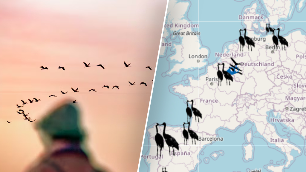 Kraanvogeltrek begint: deze radar toont of je ze boven ons land kan spotten