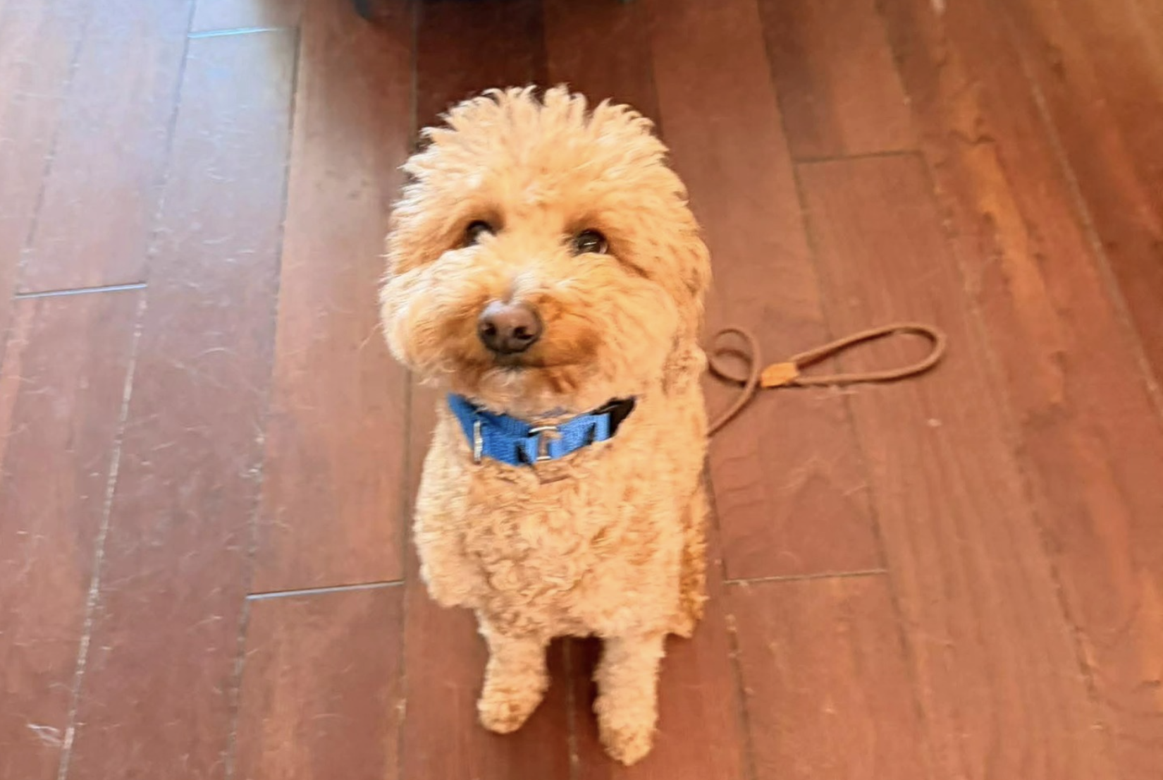 Hond gedumpt op vliegveld: politie VS woedend