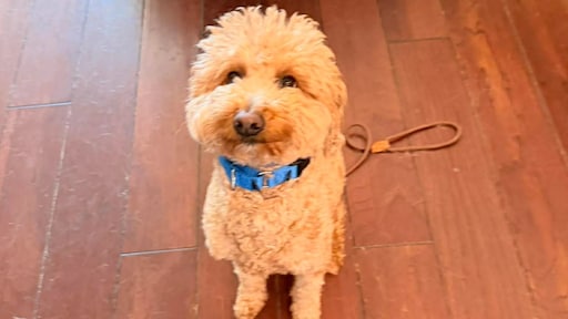 Hond gedumpt op vliegveld: politie VS woedend