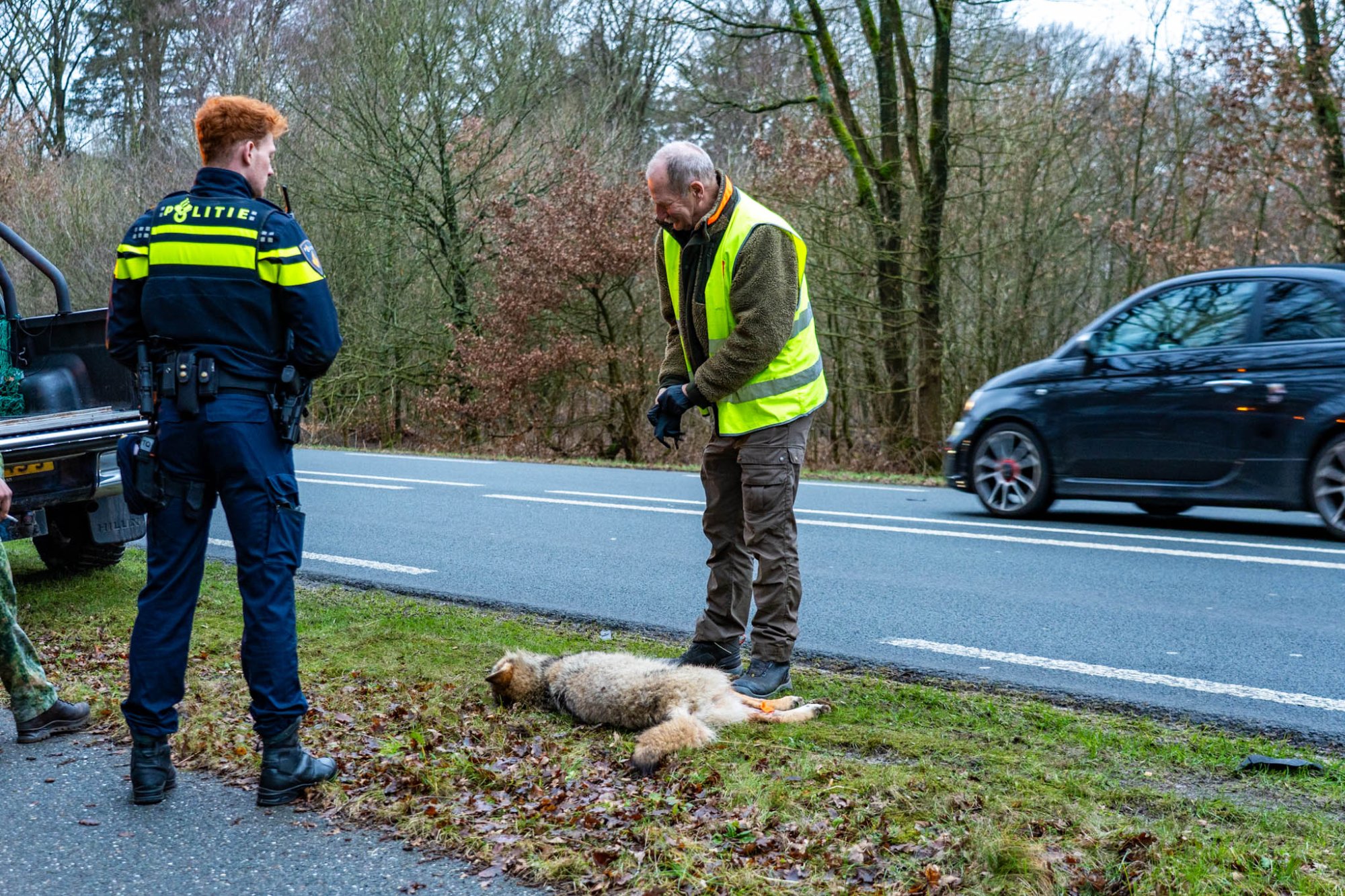 Wolf valt pony aan in Epe, fatale aanrijding tussen wolf en auto bij Ermelo