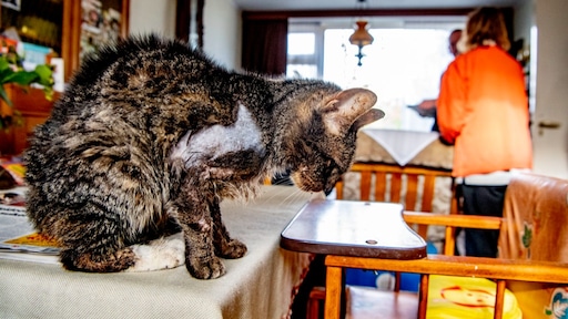 Recordaantal telefoontjes: meldpunt 144 allang geen 'caviapolitie' meer