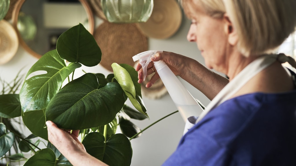 Deze kamerplanten zijn het makkelijkst in leven te houden