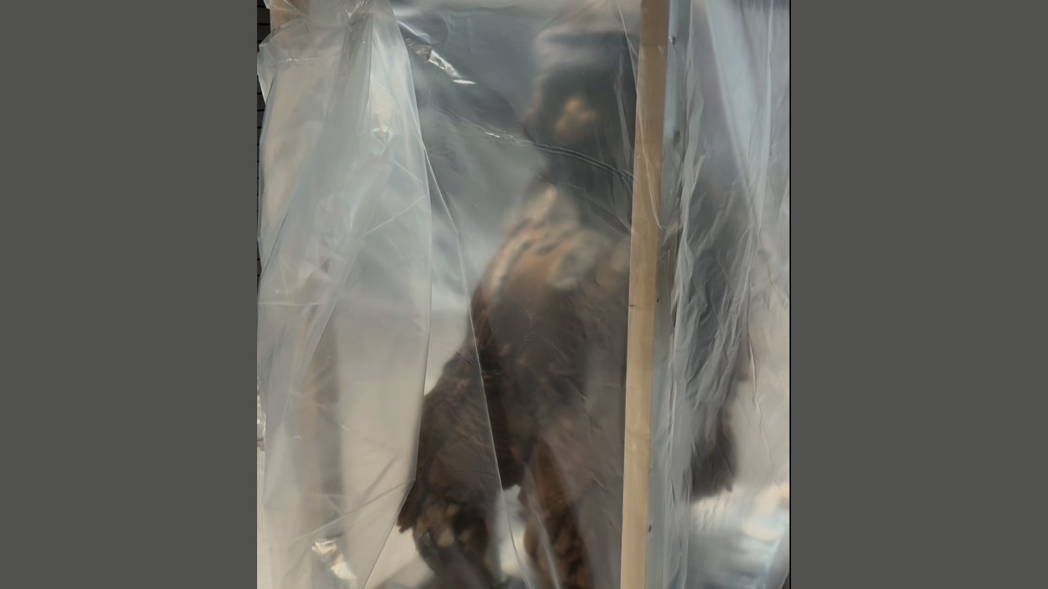 Karbonkel : ce qu'il faut savoir — image 6