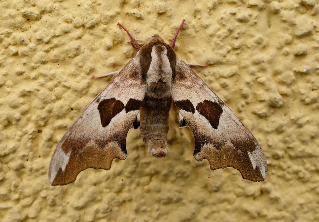 Nachtvlinders krijgen nieuwe naam: 'Weidekokermot? Nog nooit op weide gezien!'