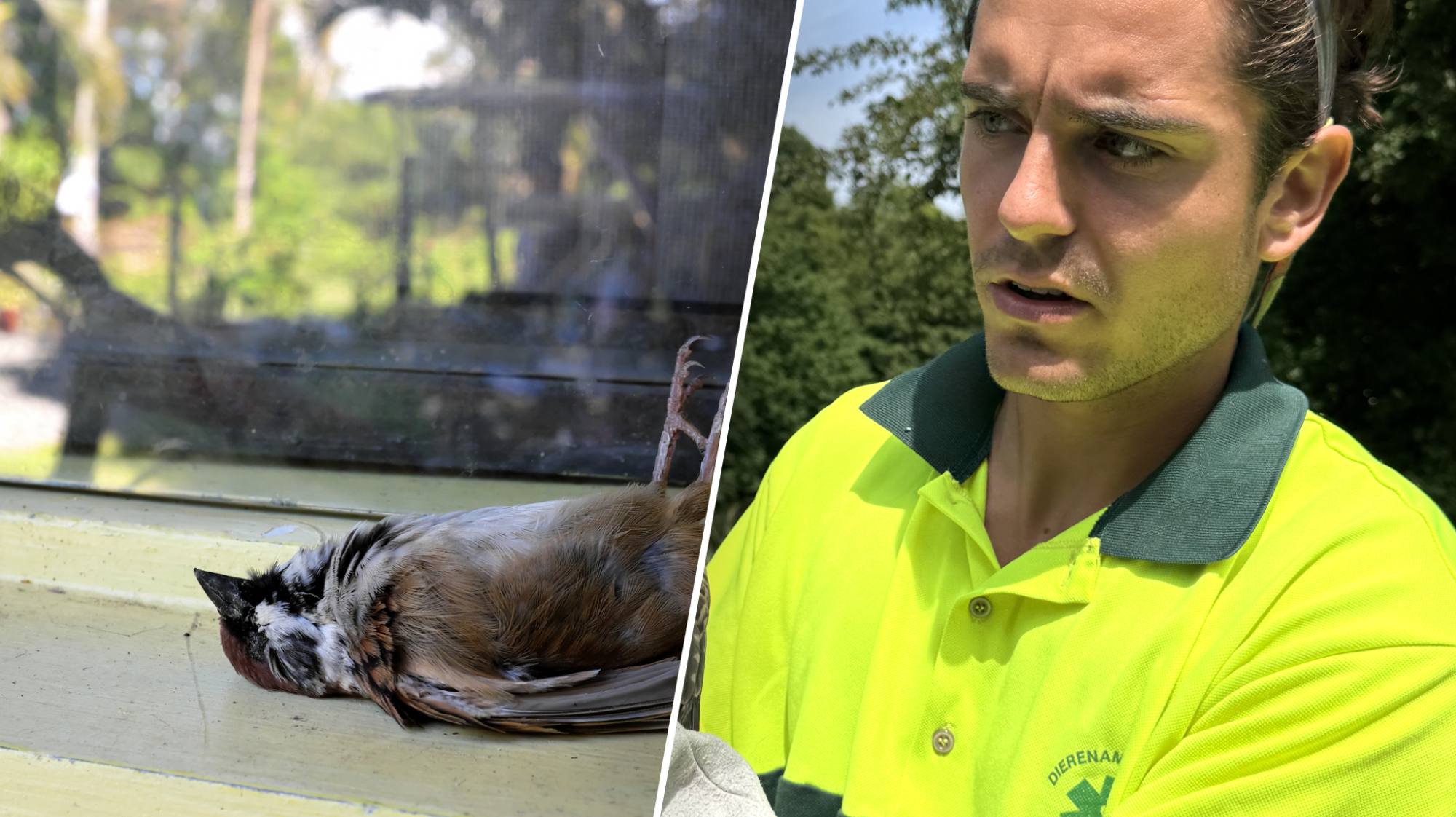 Knal tegen je raam en een vogel in de tuin? Floris Göbel: ‘onderschat, groot probleem’