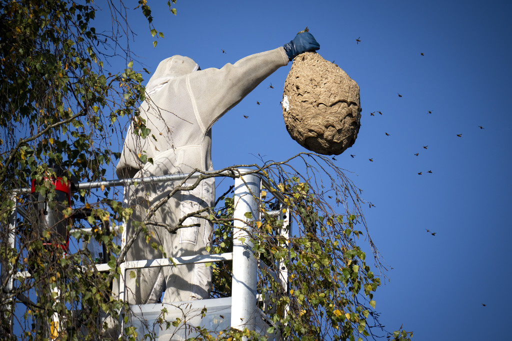 Aziatische hoornaar blijkt onuitroeibaar, Utrecht geeft bestrijding op
