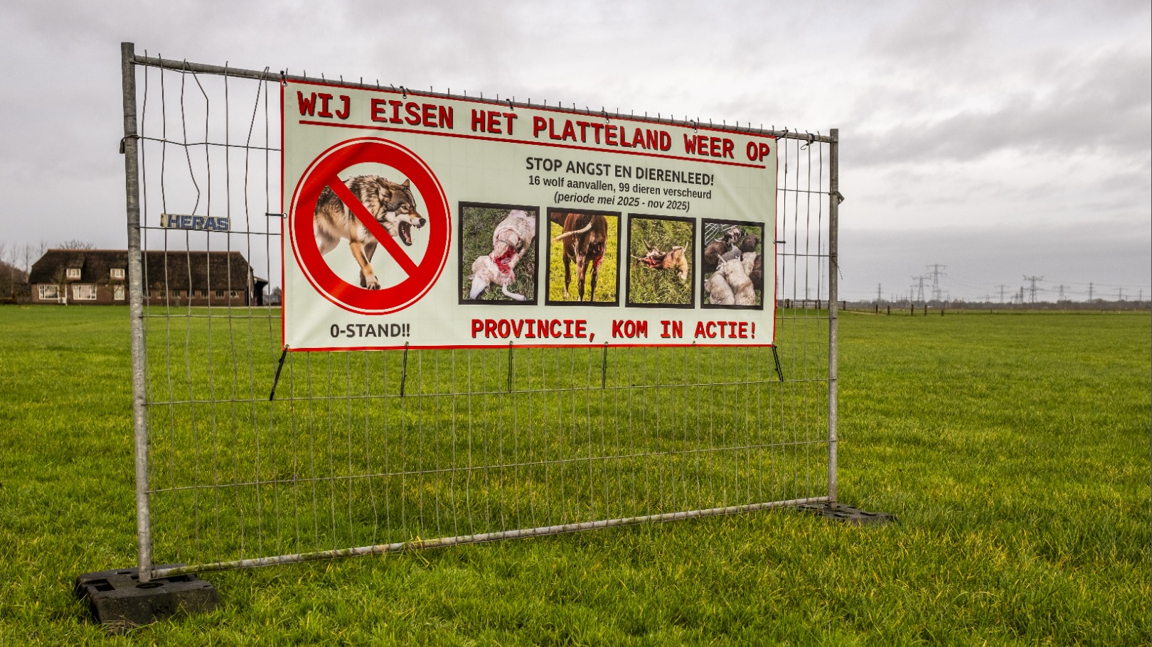 Partijen in wolvenregio’s willen sneller ingrijpen tegen de wolf