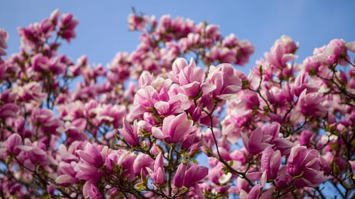 Alles over het planten en verzorgen van de magnolia