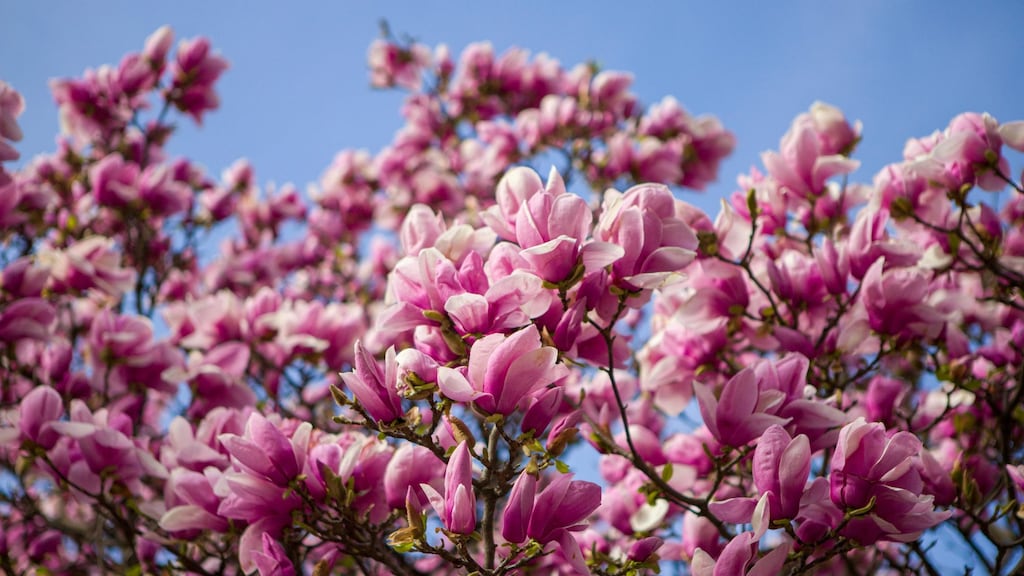 Alles over het planten en verzorgen van de magnolia