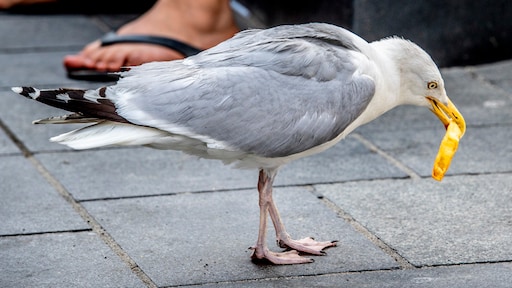 Amerikaan onthoofdt meeuw die frietje steelt, krijgt 8 maanden cel
