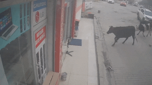 Negen ontsnapte koeien brengen bezoek aan Turkse winkel