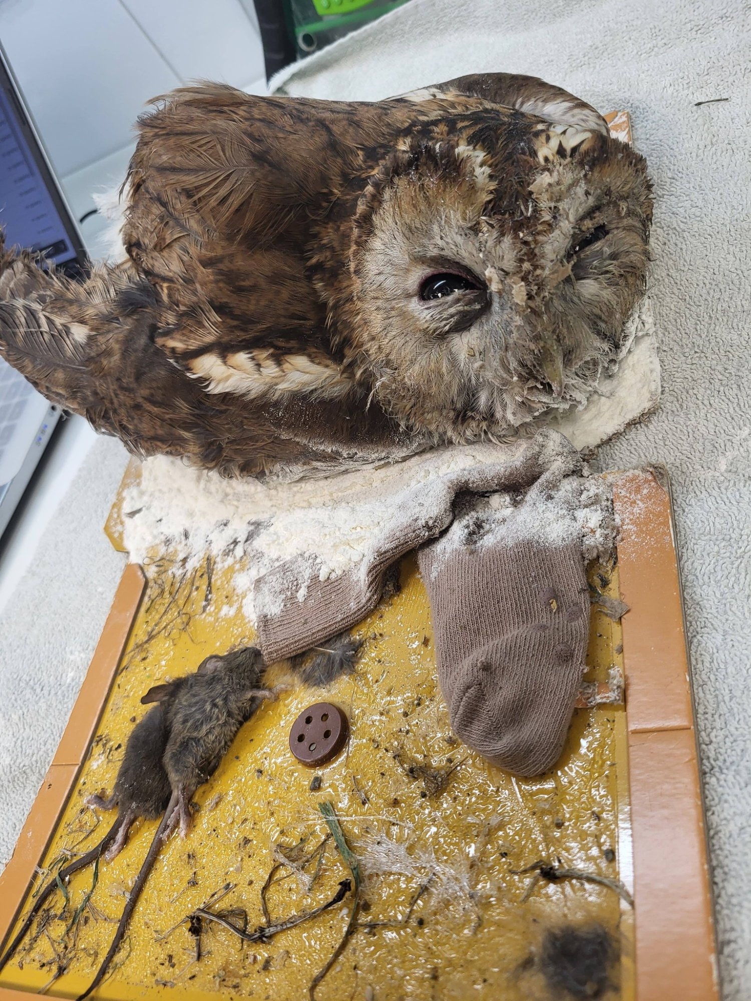 Uil op nippertje gered van lijmplank: 'Gebeurt heel vaak sinds verbod op gif'