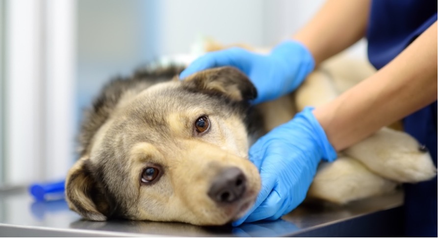 Hoe weet je dat het tijd is om afscheid te nemen van je huisdier?