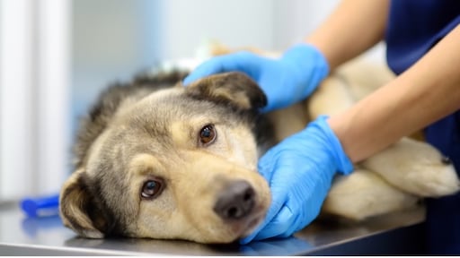 Hoe weet je dat het tijd is om afscheid te nemen van je huisdier?