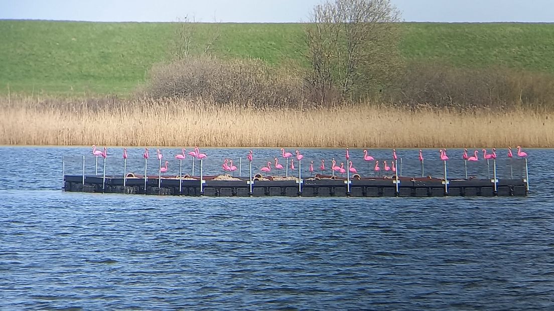 Tientallen nepflamingo's geplaatst op broedeiland in kwetsbaar natuurgebied: 'Foute grap'
