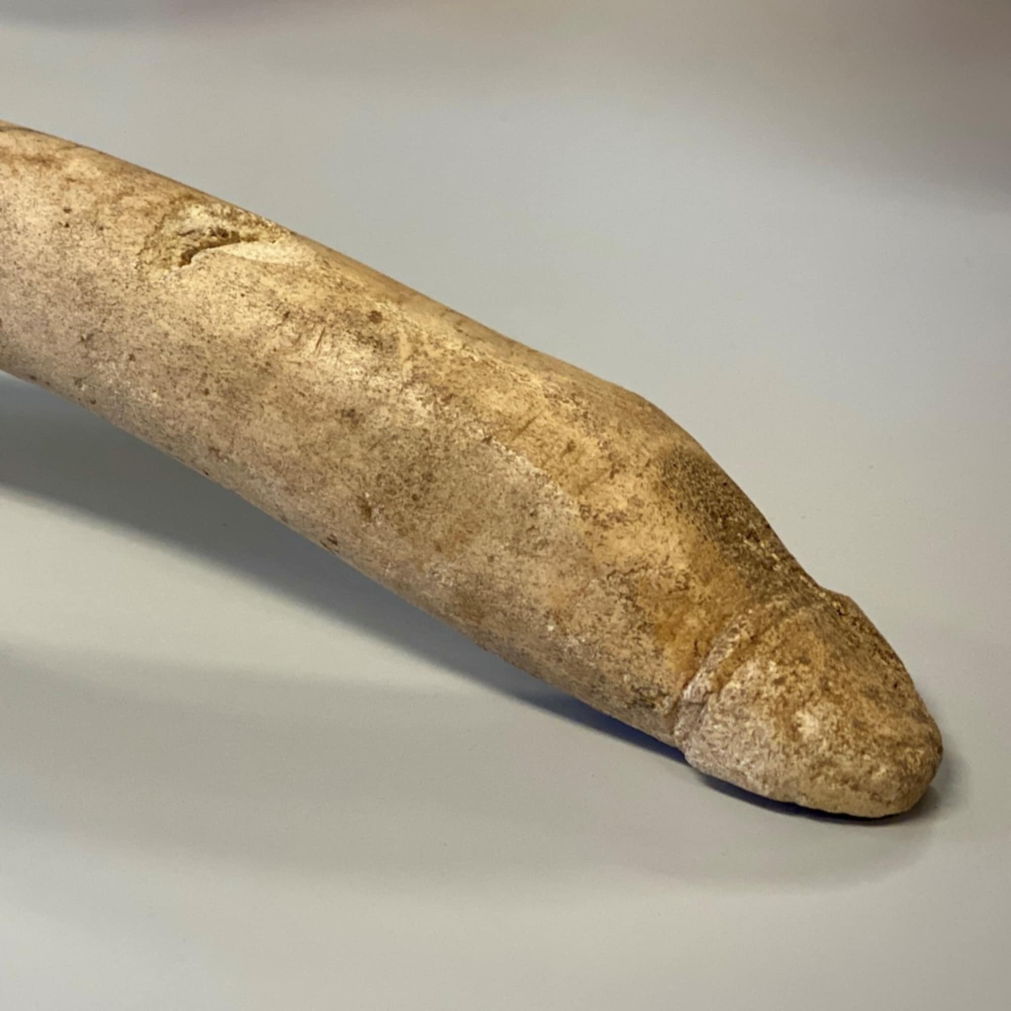 Uniek penisbeeld' en Romeinse topstukken in duizenden archeologiedozen Gelderland Uniek penisbeeld' en Romeinse topstukken in duizenden archeologiedozen Gelderland