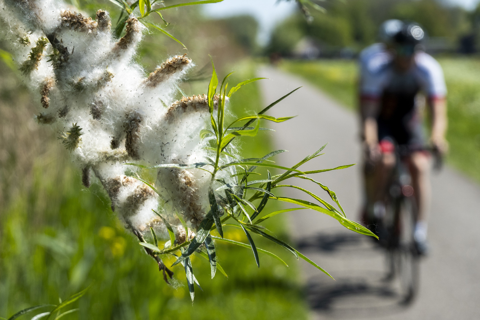 Opvallend veel pollen in de lucht: hooikoortspatiënten krijgen het 'behoorlijk voor de kiezen'
