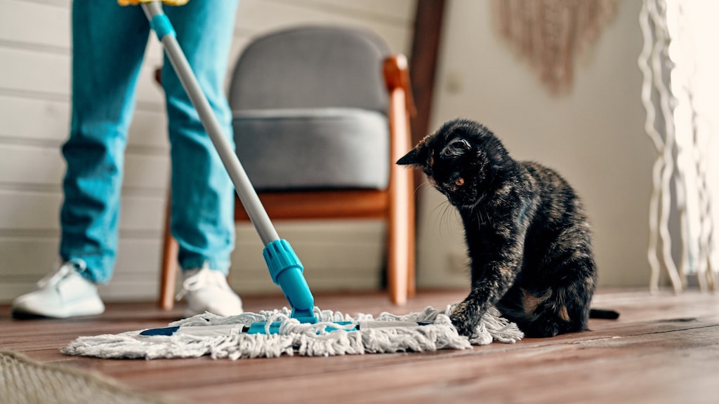 Zo kom je van de geur van kattenpis af