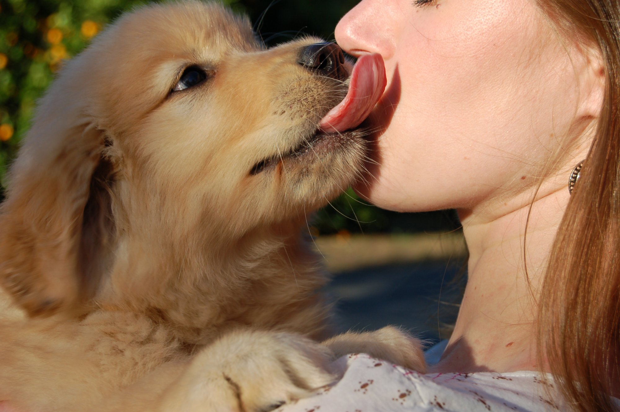 Waarom het niet vies is als je hond je likt: 'Mensen zijn smeriger'