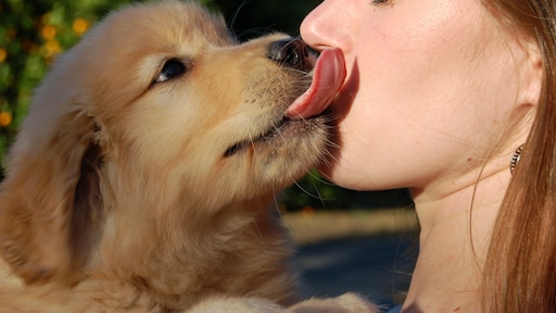Waarom het niet vies is als je hond je likt: 'Mensen zijn smeriger'
