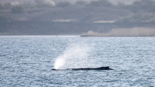 Verzwakte bultrug weer vast in zandbank