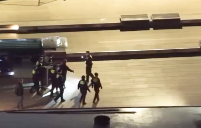 Wolf bijt vrouw in gezicht in centrum Hamburg: dier gevangen door politie