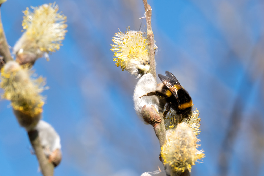 Lenteweer komt eraan: 'Dinsdag zou het 24 graden kunnen worden'