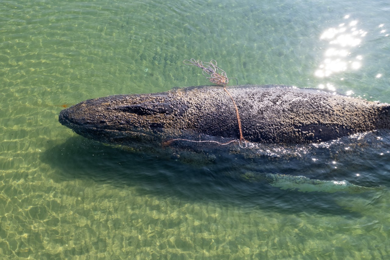 Reddingspoging voor gestrande walvis in Duitsland gestaakt