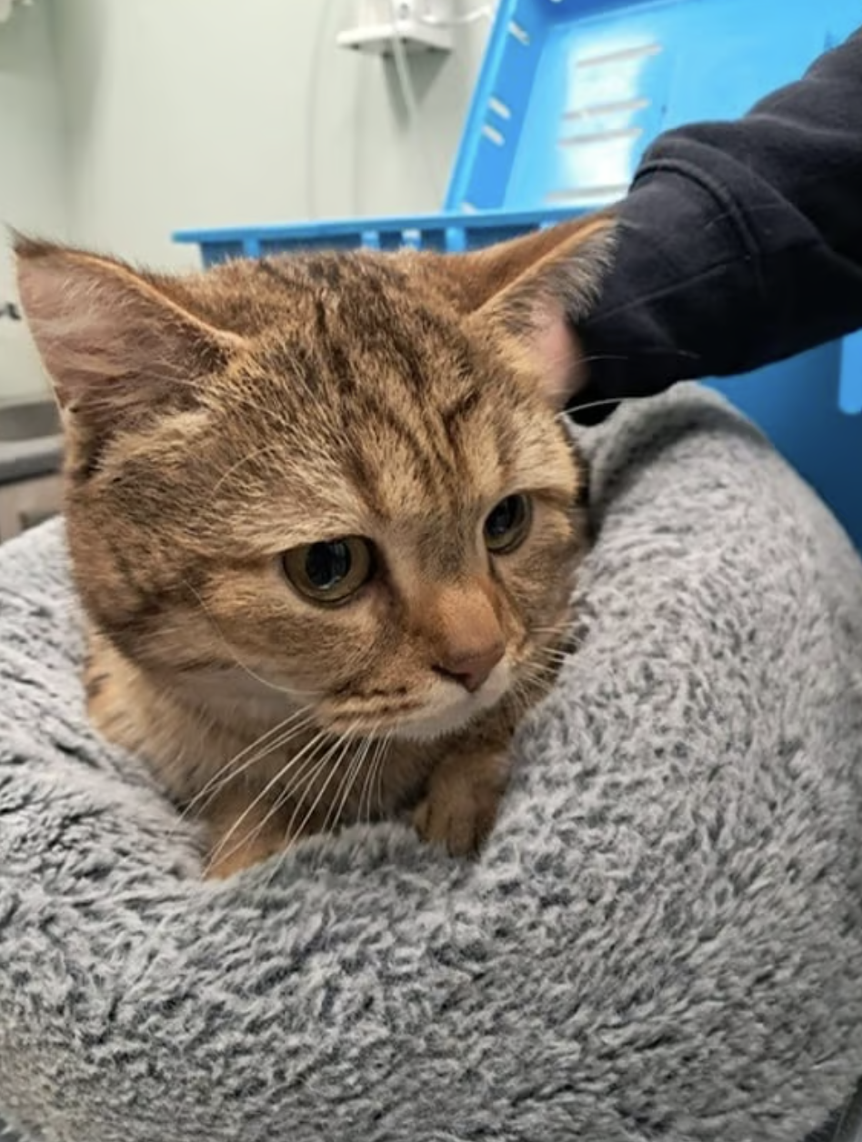 Aangereden kat geopereerd voor 7600 euro, maar baasje is spoorloos