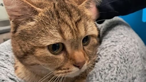 Aangereden kat geopereerd voor 7600 euro, maar baasje is spoorloos