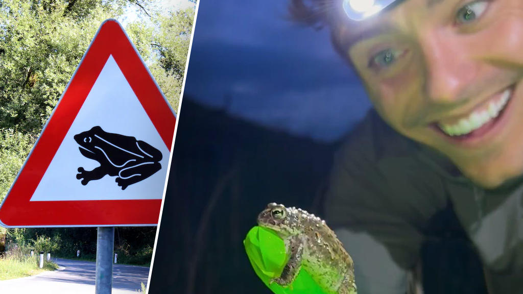 Padden op pad met gevaar voor eigen leven: zo help jij ze op weg