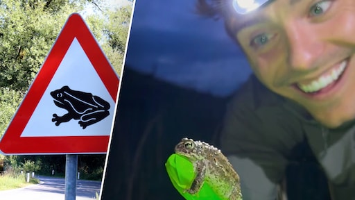 Padden op pad met gevaar voor eigen leven: zo help jij ze op weg