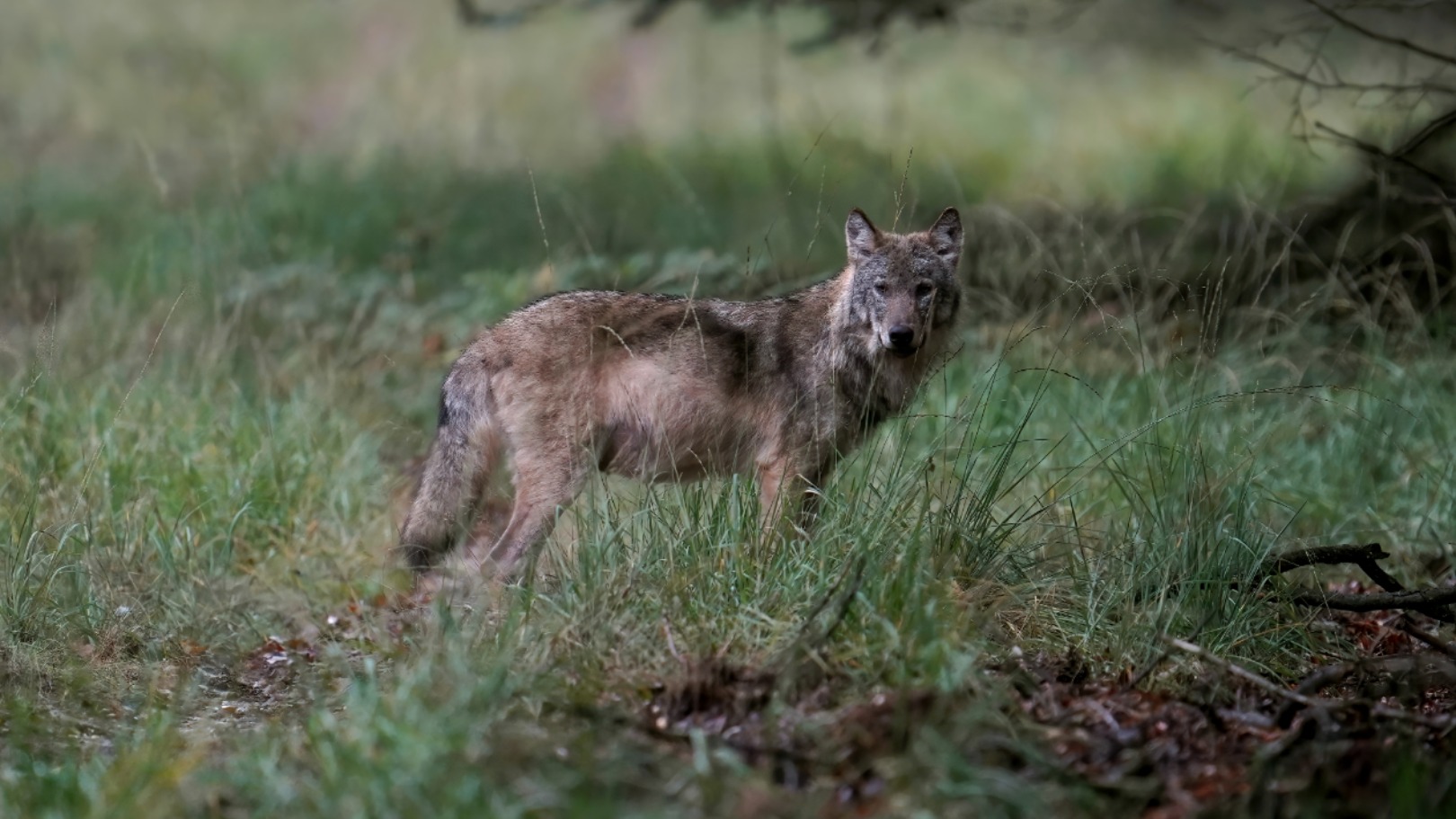 Wolven vallen minder vaak vee aan: daling in meldingen eerste kwartaal