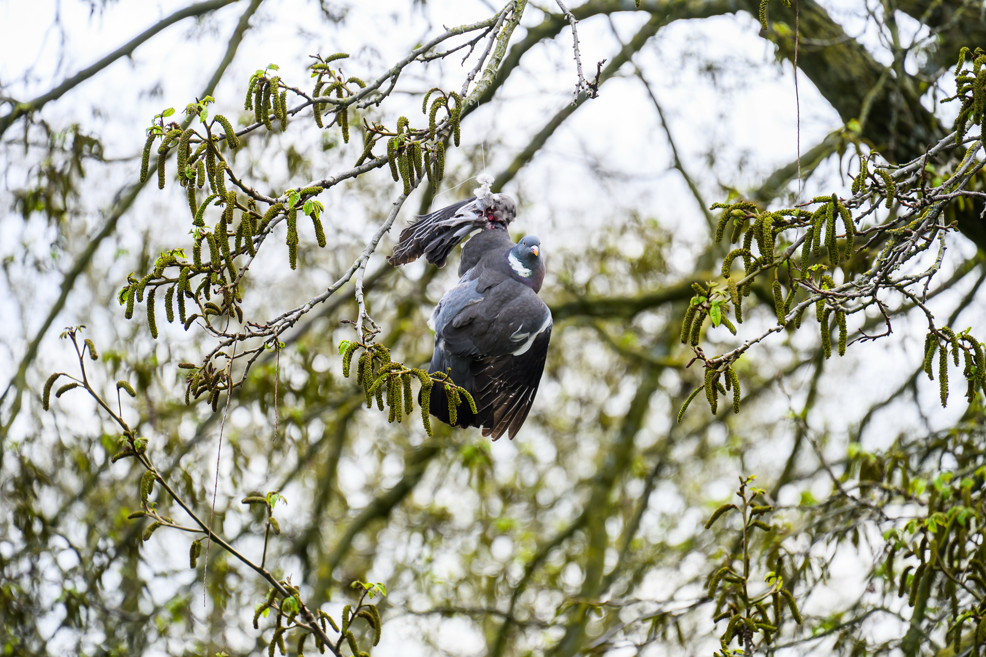 Opvallende reddingsactie in Breda: duif door brandweer uit boom gehaald