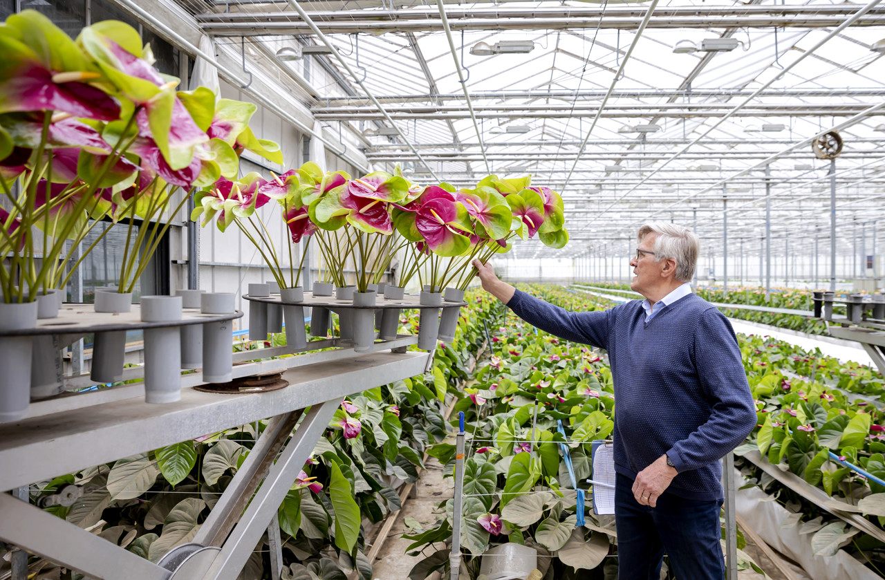 Paus bedankt tóch voor de Nederlandse bloemen: 'Hij zei het heel goed'