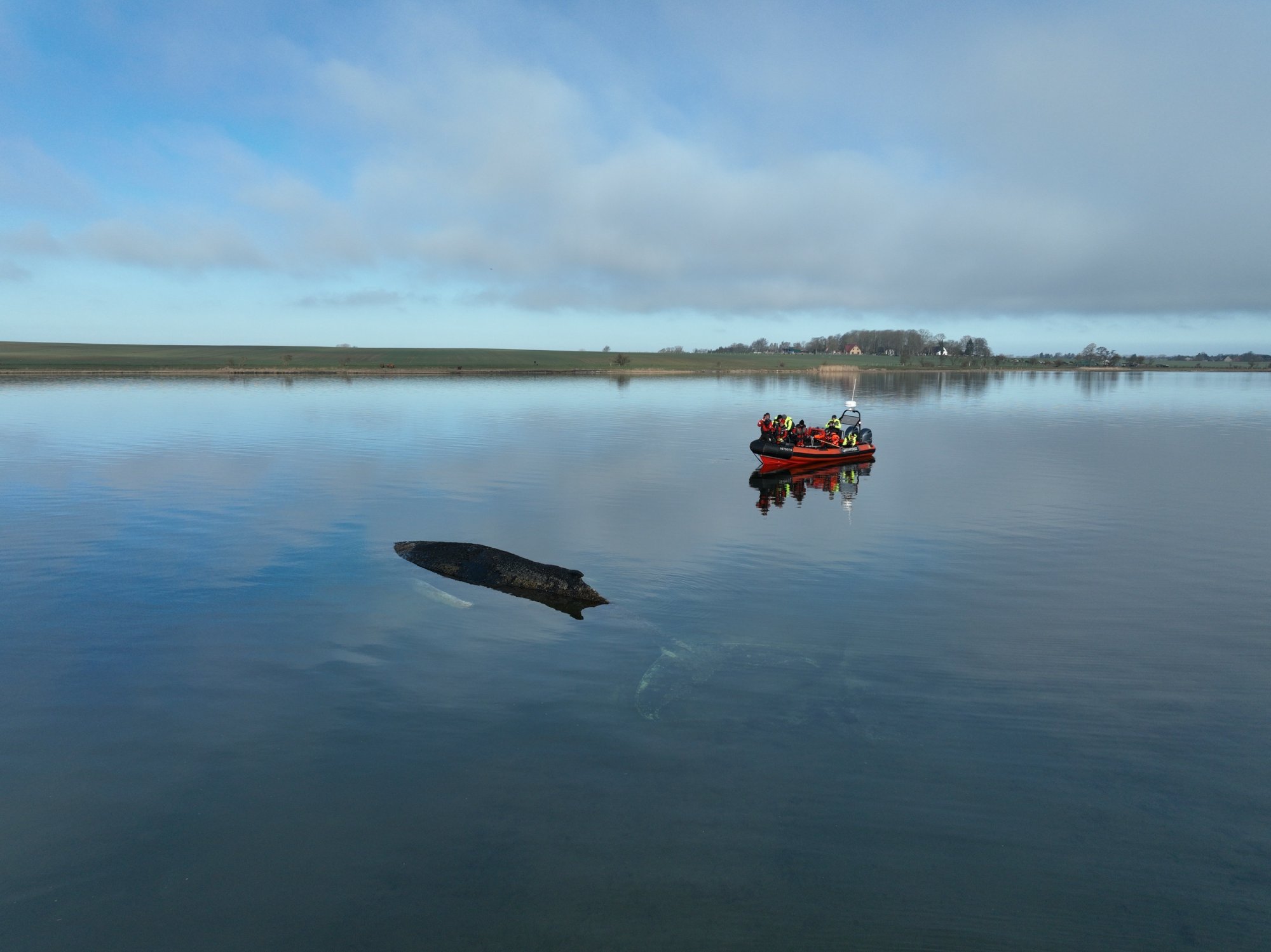 Mogelijk toch een nieuwe reddingspoging voor gestrande walvis Timmy