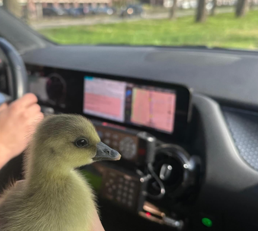 Gelukkig einde voor groepje ganzenkuikens op de A12, politie schiet te hulp