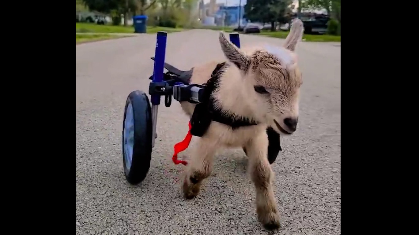 Verlamd geitje rent met deze wieltjes weer rond