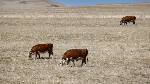 Angst voor super-El Niño vanaf het najaar: 'Het wordt steeds extremer'
