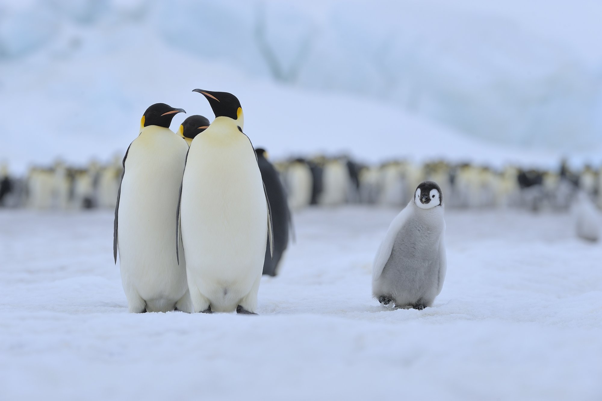 Keizerspinguïn officieel bedreigd door klimaatverandering